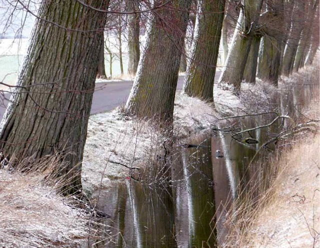 Korzenie drzew przydrożnych stabilizują grunt i regulują stosunki wodne, okolice Reszla. Fot. K. Worobiec.