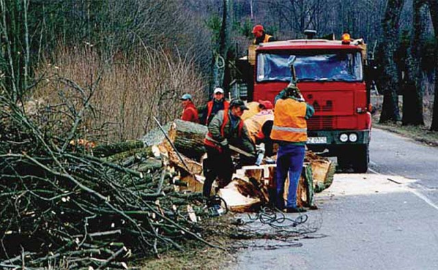 Drzewo przydrożne przerabiane na drewno opałowe – na miejscu wycinki jest cięte na małe kawałki, wygodne do ręcznego załadunku, okolice Lubawy 2006 r. (Fot. D. Worobiec)